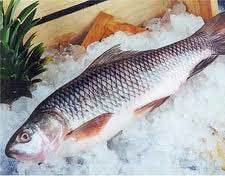 Frozen Seafood Fish
