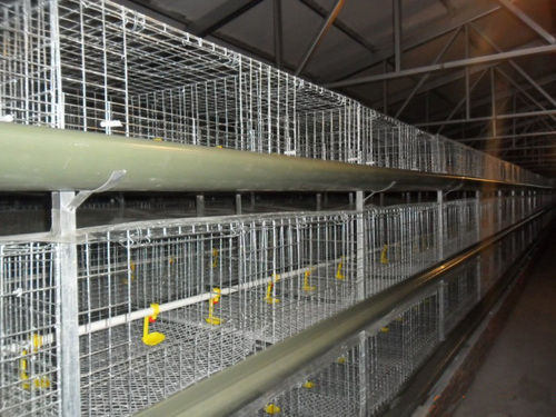 H Type Cages For Growing Broilers