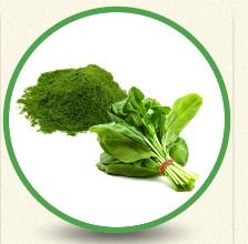 Spinach Powder