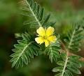 Tribulus