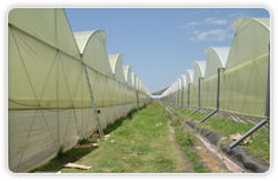 Green House Shade