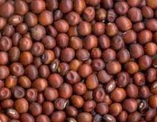 Pigeon Pea (Whole Toor)