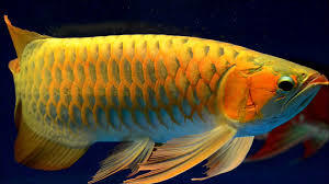 Arowana Fishes