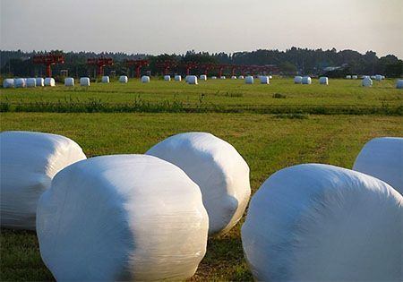 Silage Film