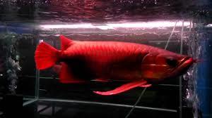 Arowana Fish