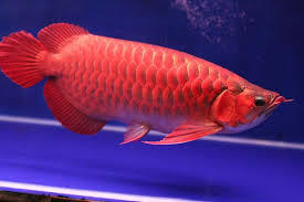 Super Red Arowana