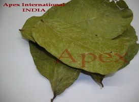 Finest Grade Cassia Alata Leaves