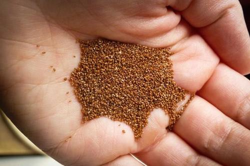 Brown Teff Grain / Teff Flour