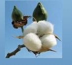 Raw Cotton