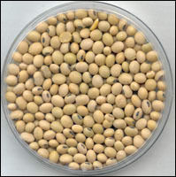 Soya Bean