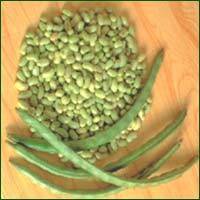 Cow Pea Seed