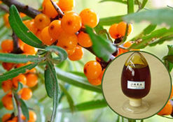 Organic Sea Buckthorn Berry Oil