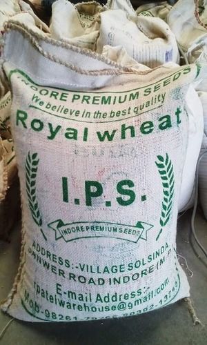 Premium Wheat Seed