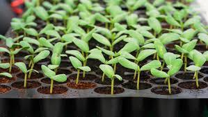 Polishing Seedling Trays