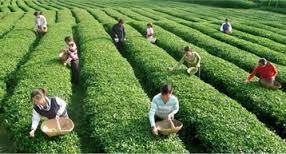 Agriculture Tea
