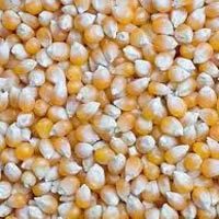 Multi Color Maize Seeds