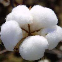 Raw Cotton