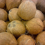 Shandin Coconut