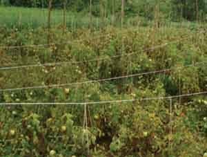 Tomato Wire