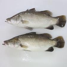 Barramundi