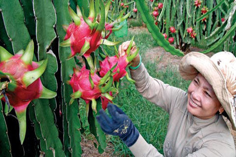 Dragon Fruit With White Flesh