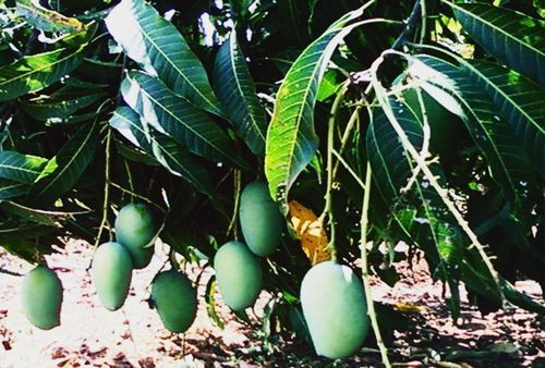 Mango - 400 Varieties, Summer and Double Crop Harvest Potential, Sweet and Juicy Flavor