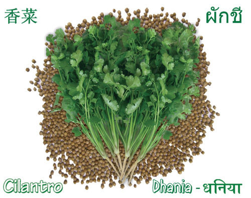 Coriandrum Sativum Coriander Seed Slow Bolting Green Aroma