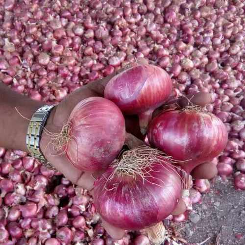 Red Onion