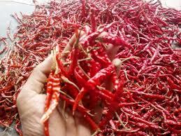 Dry Red Chilies