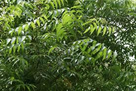 Green Neem