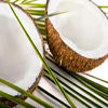 Premium Coconut Oil