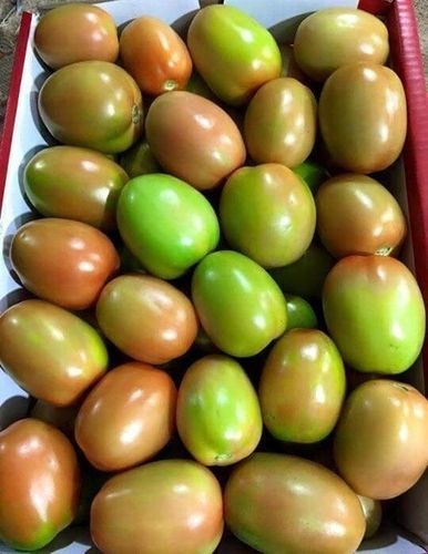 Indian Fresh Tomato