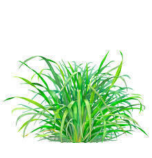 Lemon Grass Oil