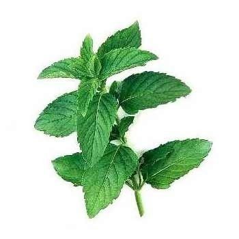 Mint Oil