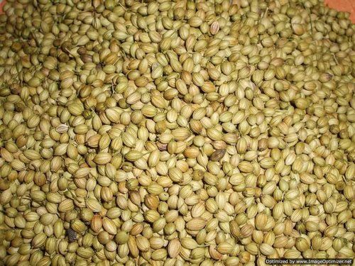 Coriander Seed - 99% Purity, 12% Max Moisture | Rich in Taste & Aroma, High Medicinal Value, Free from Impurity, Longer Shelf Life