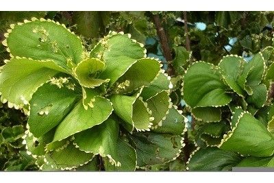 Acalypha Wilkesiana Forma Circinata