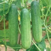 Cucumber