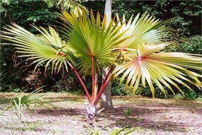 Latania Lontaroides