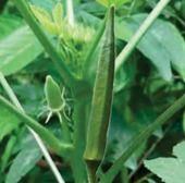 Okra