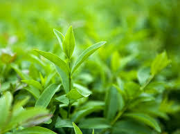 Camellia Sinensis Natural Green Tea Extract
