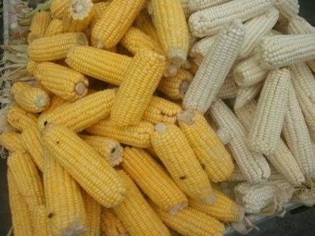 Maize