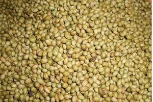 Coriander Seed