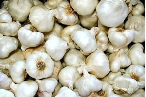 White Garlic