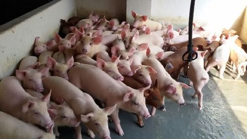 Pigs And Piglets