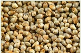 Pearl Millet Seeds - Premium Quality, Contamination Free & Hygienic, Longer Shelf Life, Economical Choice