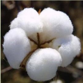 Raw Cotton