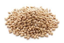 Barley - Organic, Whole Grain | High-Quality Nutritional Source for Health Foods and Brewing