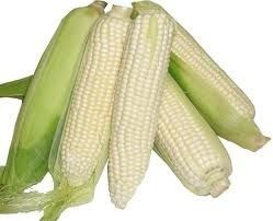 Marron White Maize