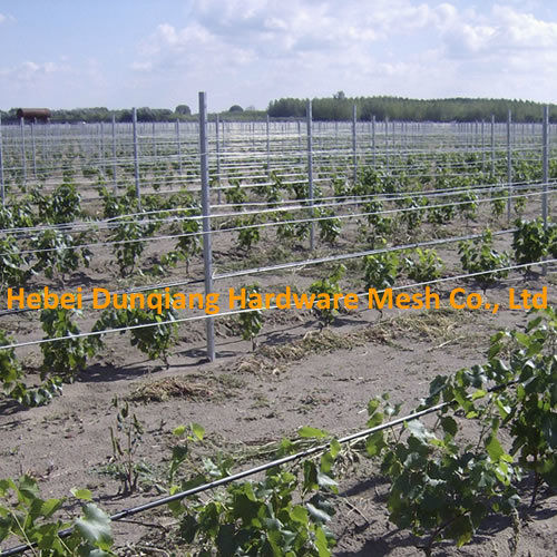 Electrostatic Coating Popular Metal Vineyard Trellis Post