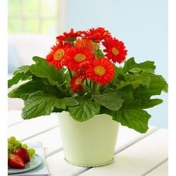 Gerbera Plant Capacity: High